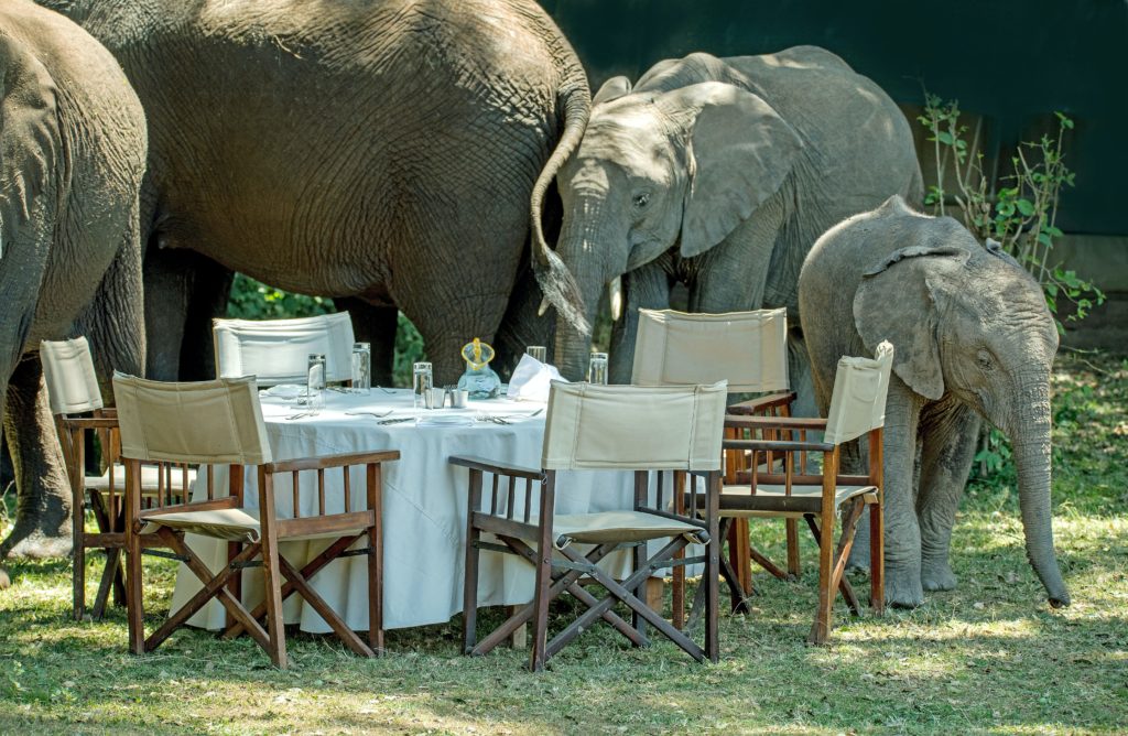 elefantes alrededor de una mesa