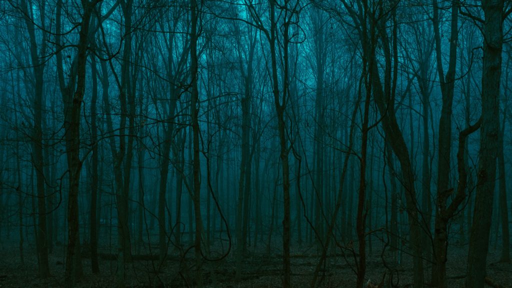 Foto de bosque en la noche