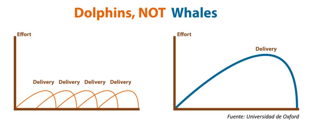delfines en lugar de ballenas