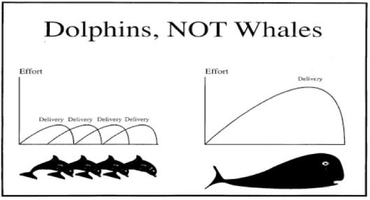 Dolphins_not_Whales.jpg