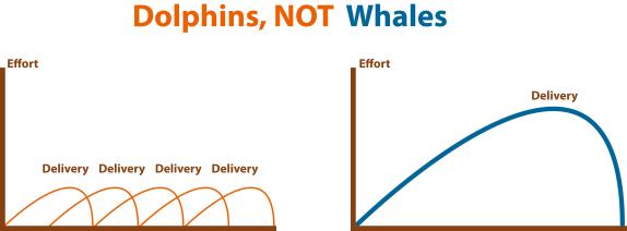 Delfines versus Ballenas Delfines versus Ballenas